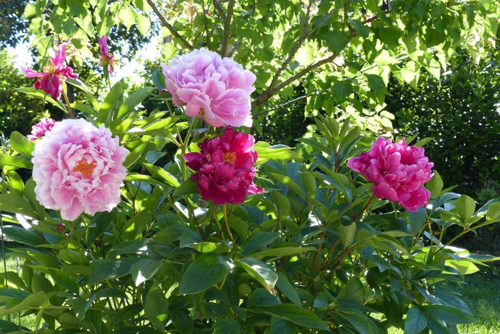 파르마 Villino Di Porporano B&B 외부 사진